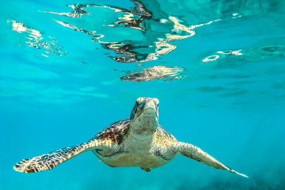 school netball tours barbados2
