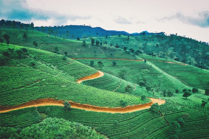 sri lanka Tea Plantations