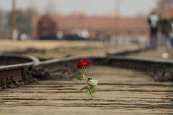 holocaust memorial day Auschwitz rose