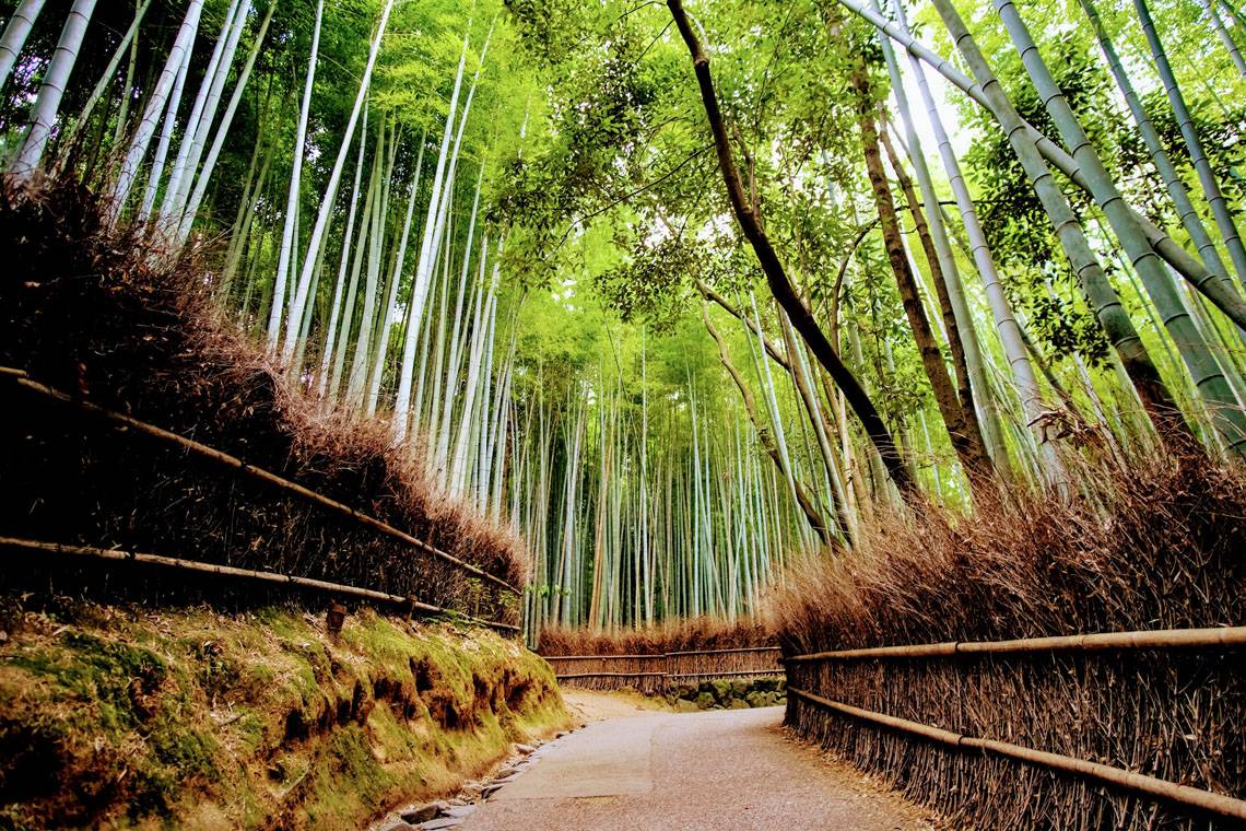 Arashiyama Bamboo Grove Japan science School trip