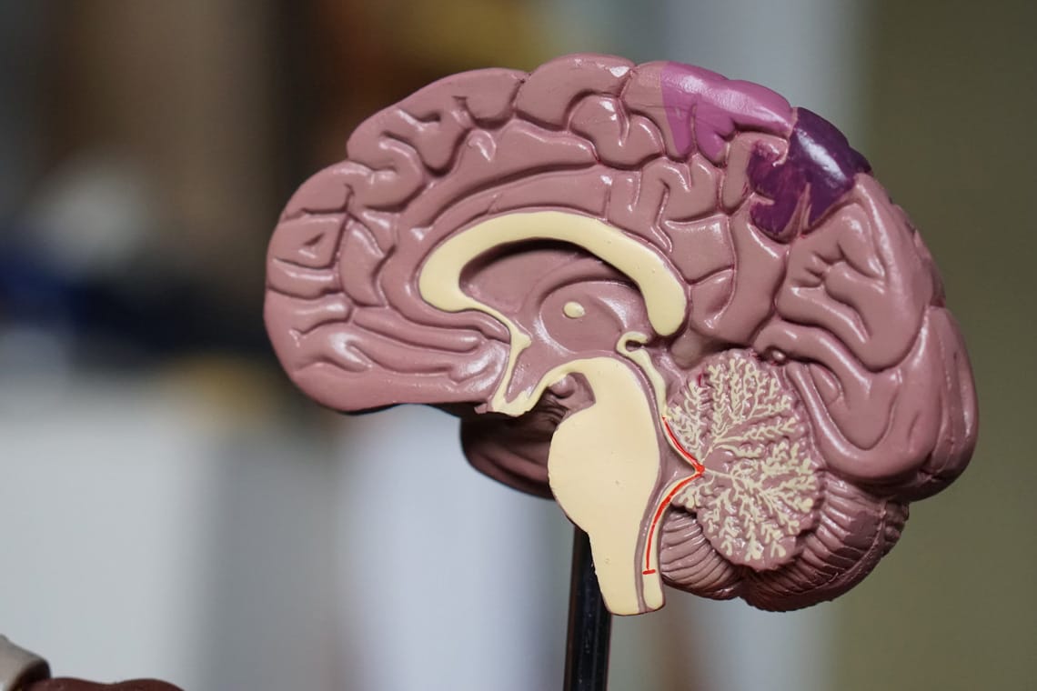 London Psychology Trip brain